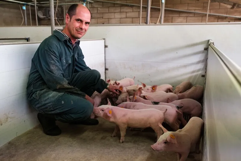 Piet Paesmans bij de biggen in de stal